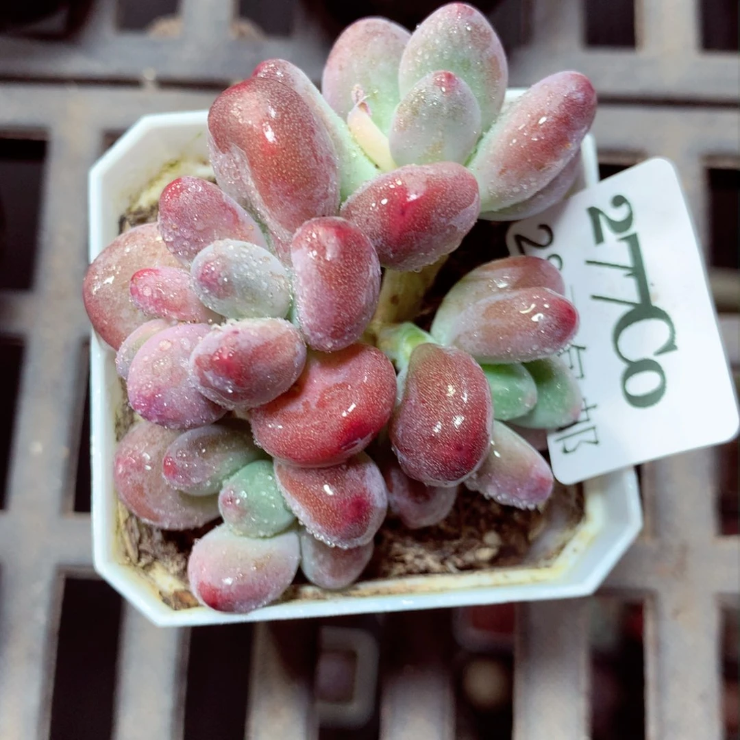 5厘米盆精控多肉277