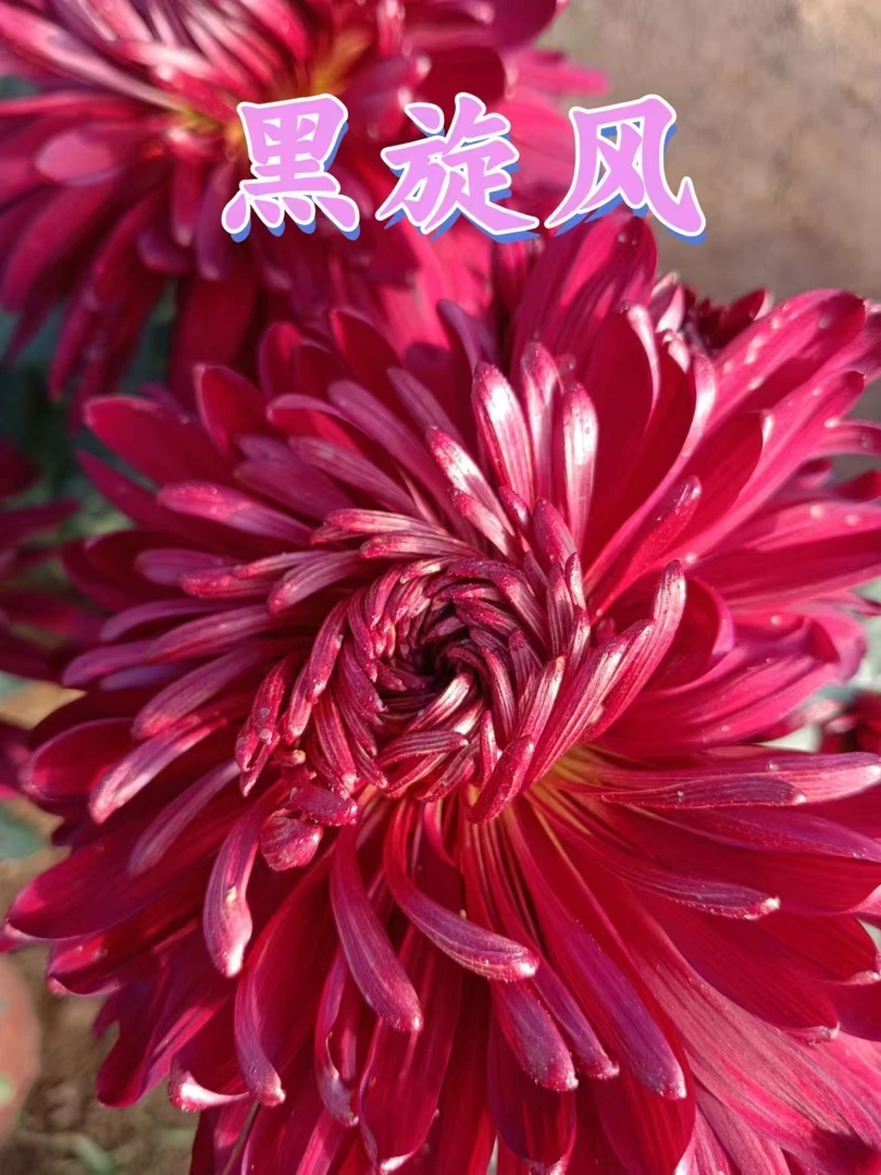 【黑旋风】大花型菊花盆栽可地栽可阳台种植