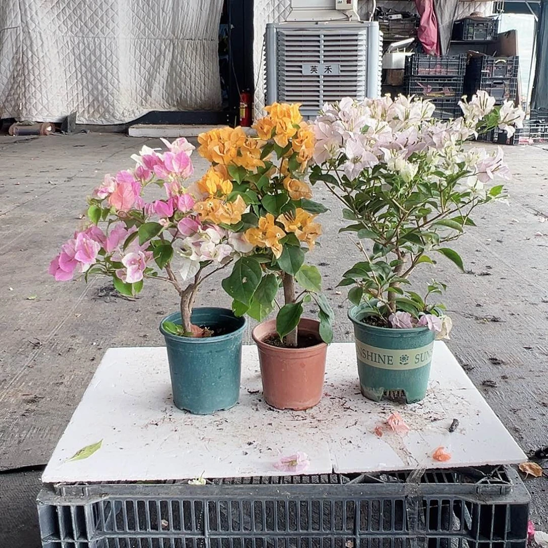 大部分花苞少量开放广红英，加州黄、苹果花组合