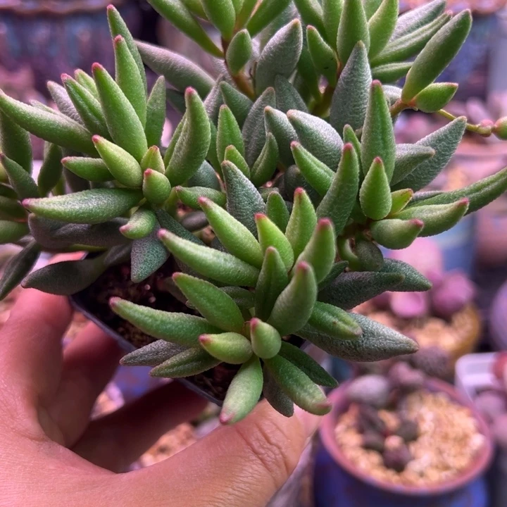 大红嘴 一物一拍。