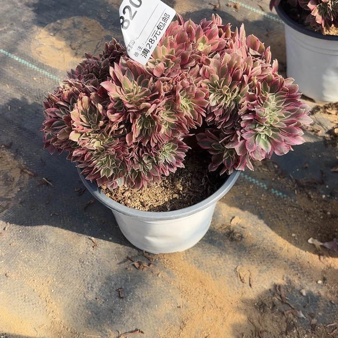 820粉女巫缀多肉植物