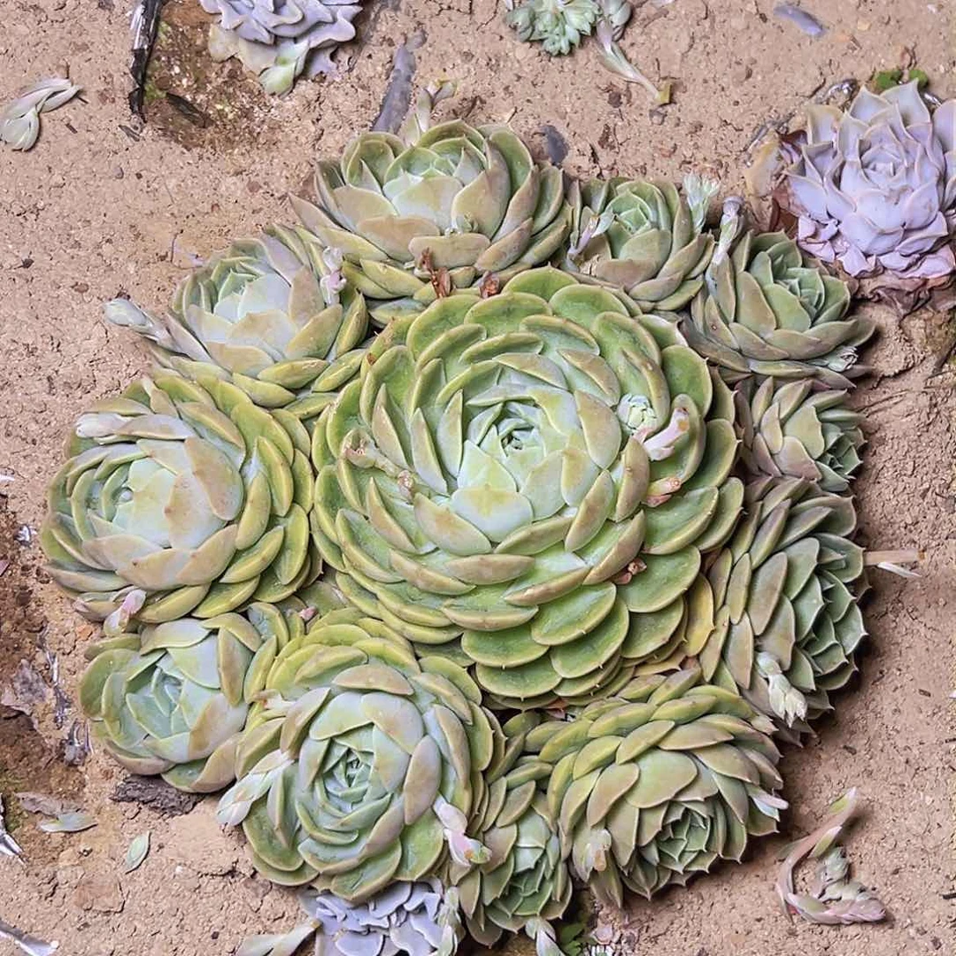 璀***辰昂一个基地直发多肉