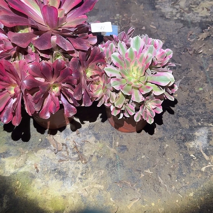 一物一拍不包损61