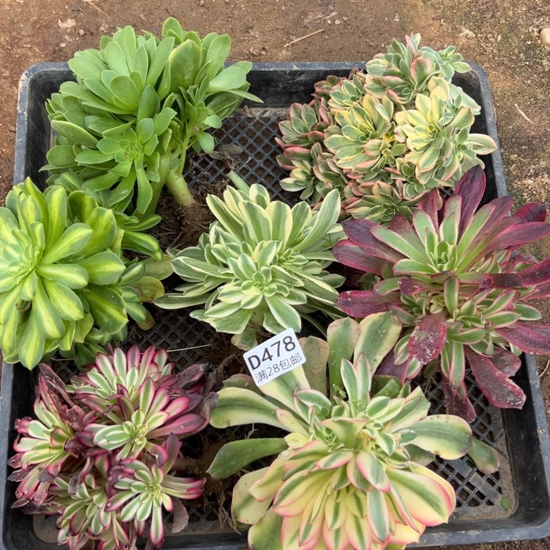478多肉  7颗