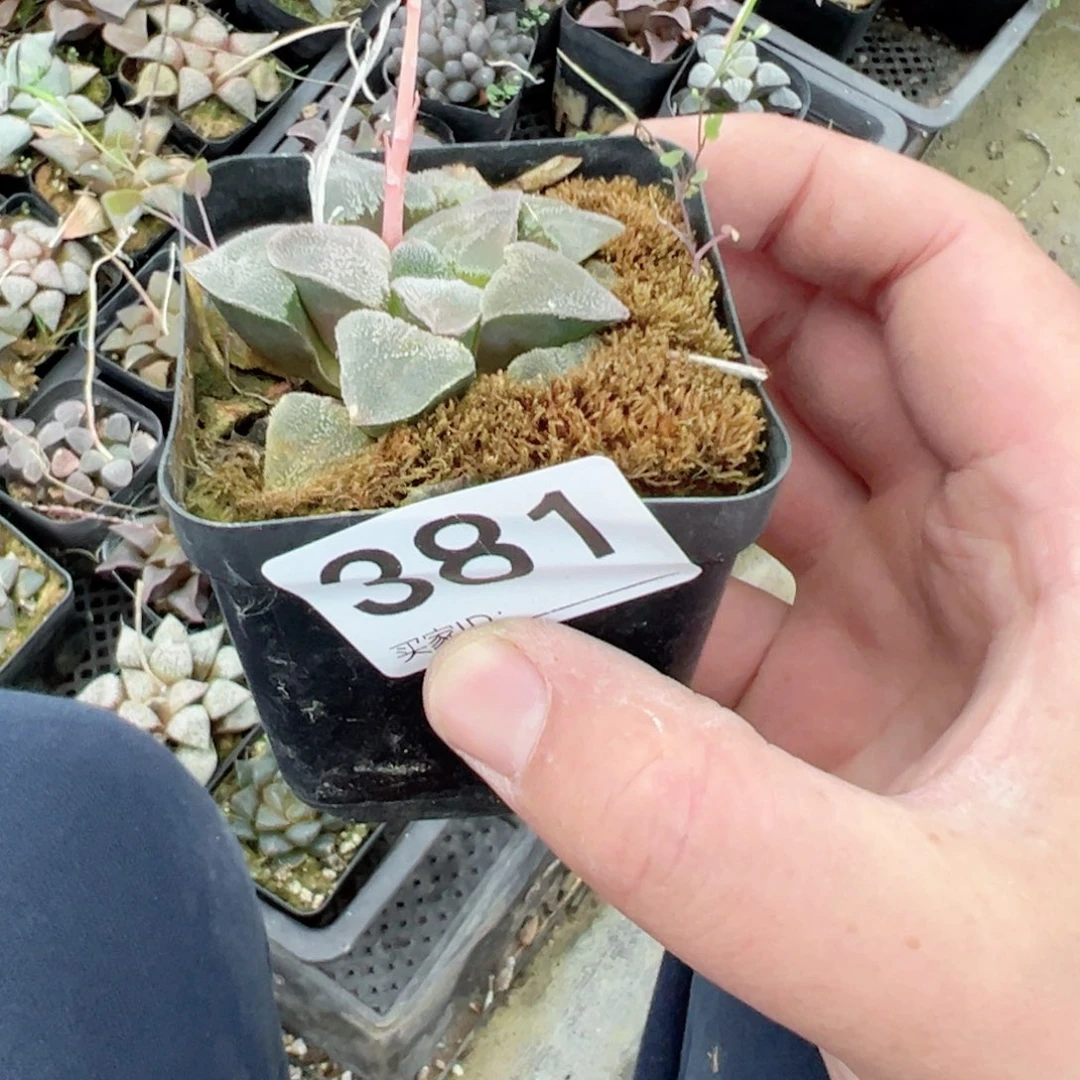 嘟***?381多肉植物一颗多肉