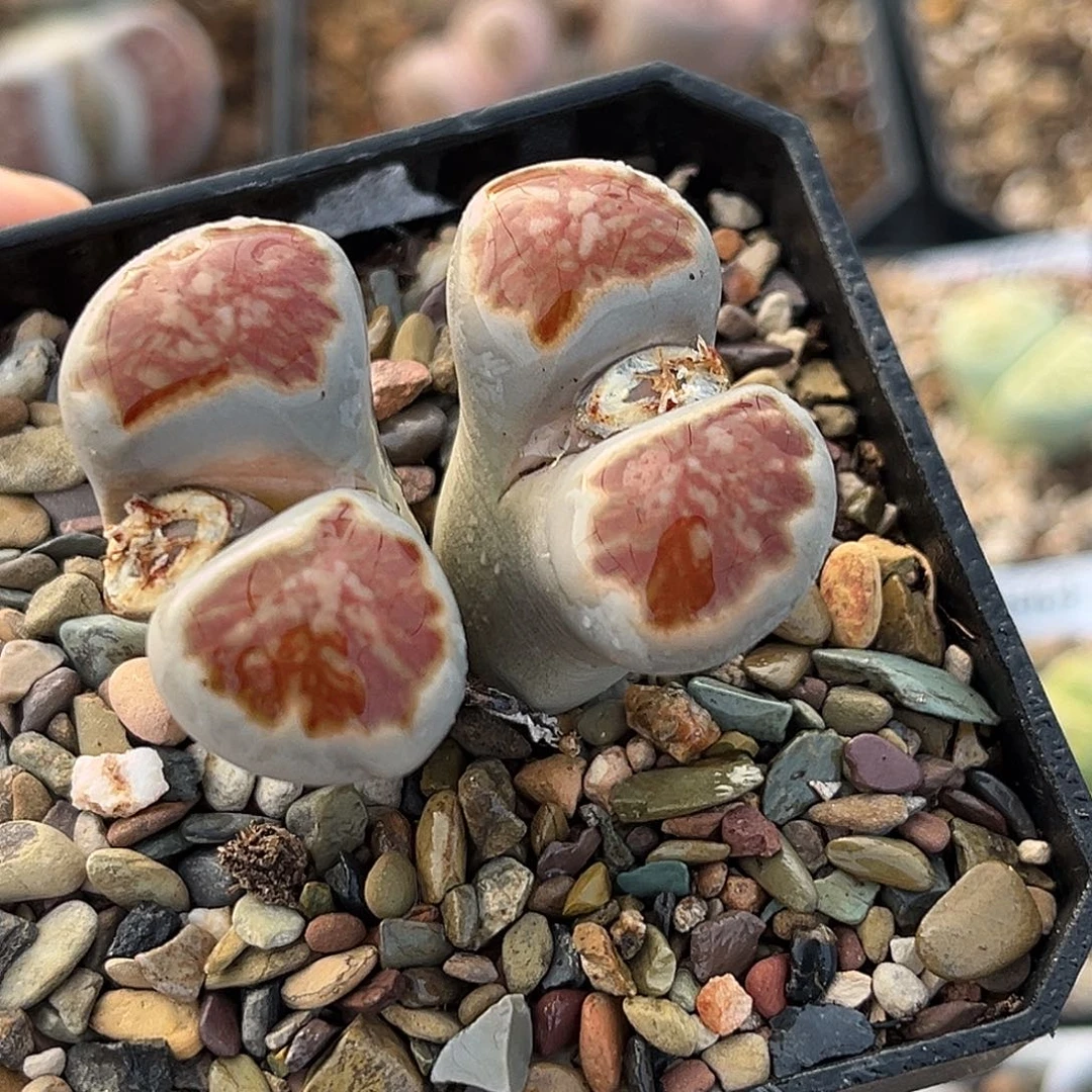 一物一拍菊母本2714粗纹