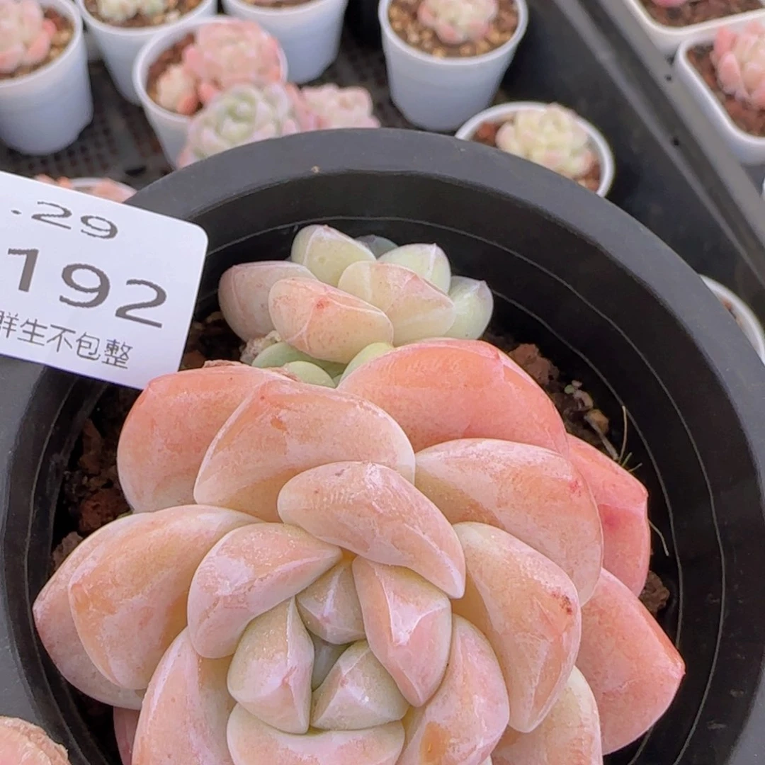 粉冰玉一颗脱土发货