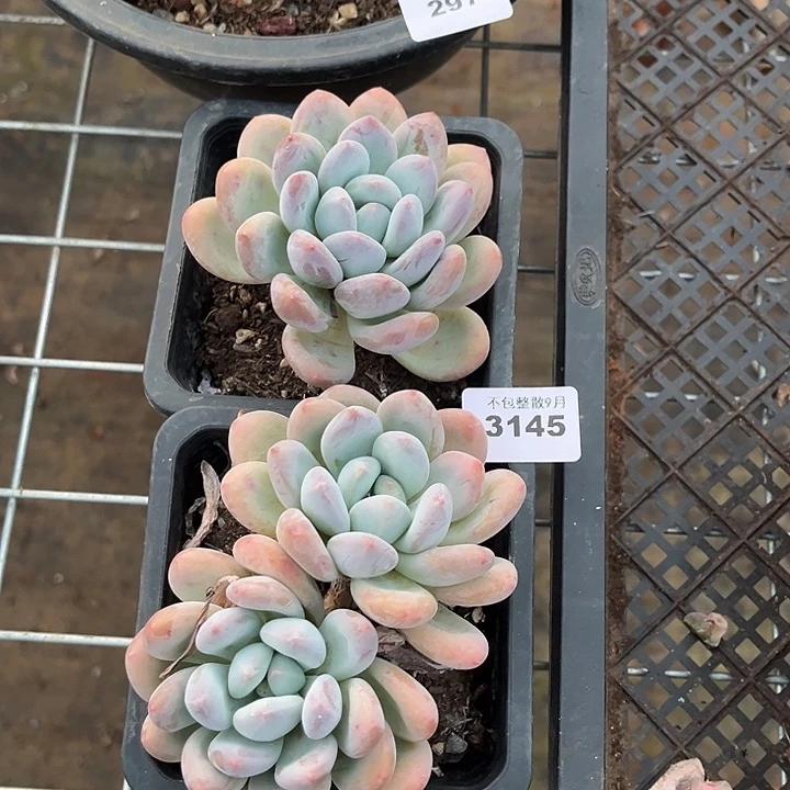 阿雅园艺。         3145香水两颗