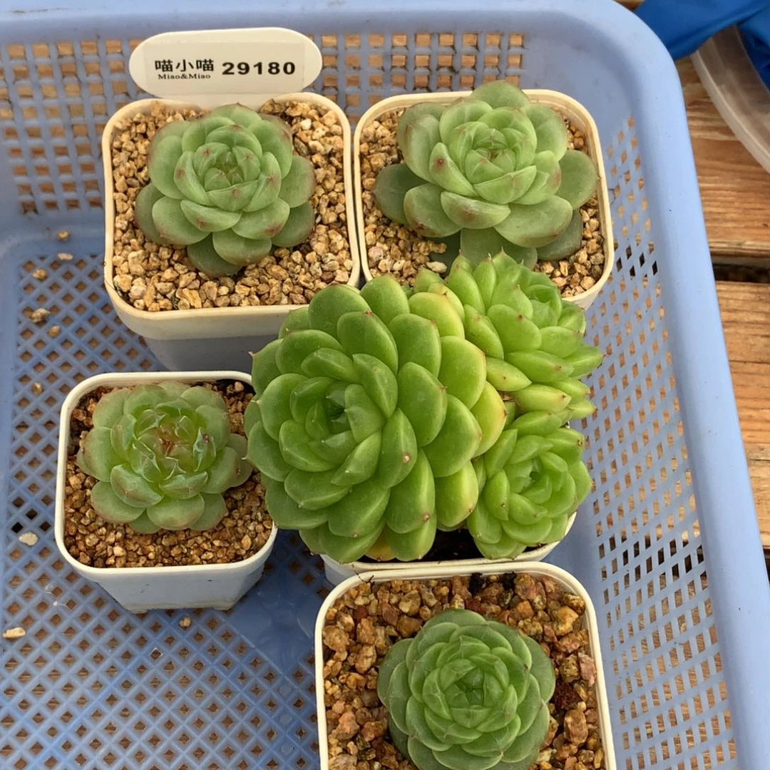 头****多肉植物杂交珍妮