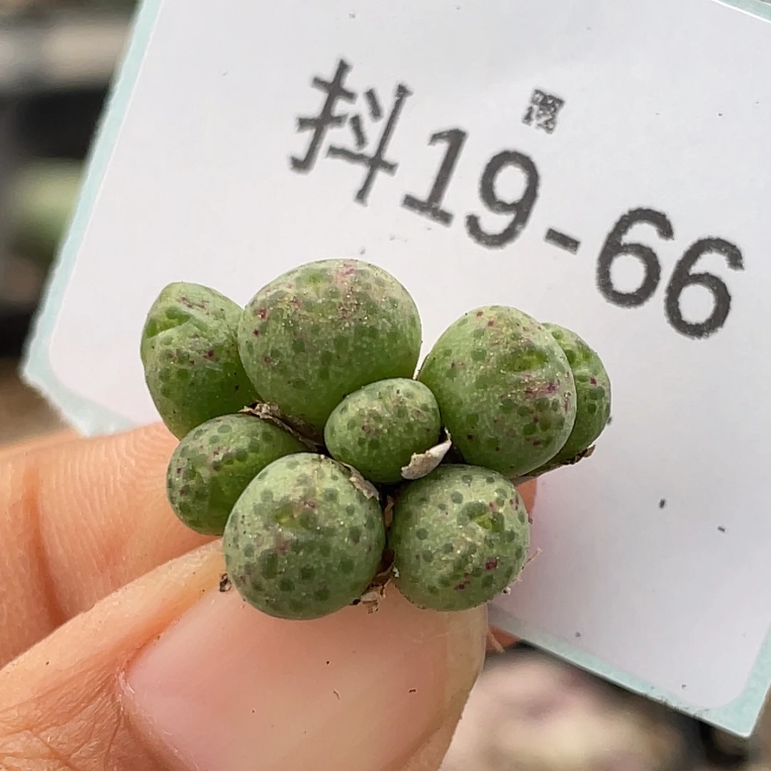 19-66肉锥多肉植物