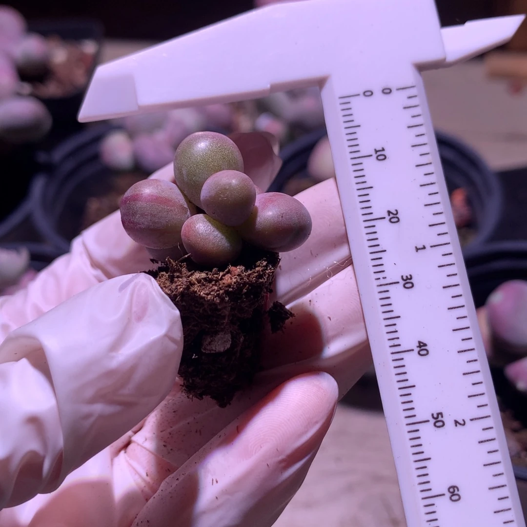 红拉丝锦 糖果奶酪