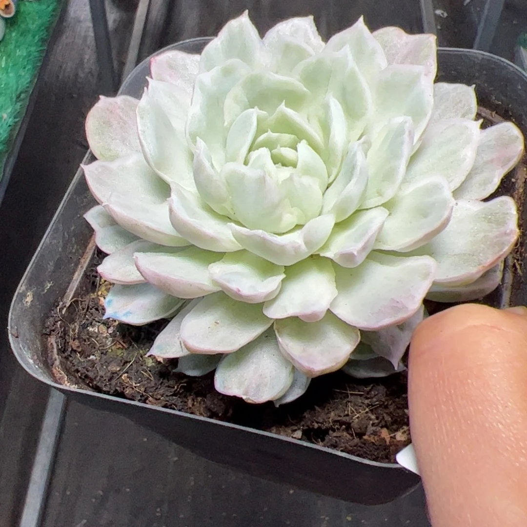 333 冰蝴蝶錦多肉植物组合盆栽