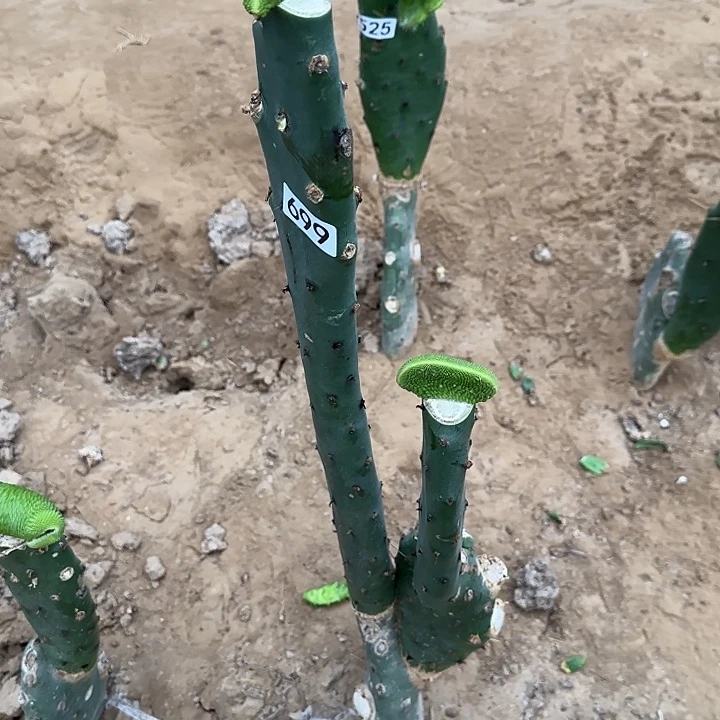 刘***点无花朵嫁接青蛇缀699