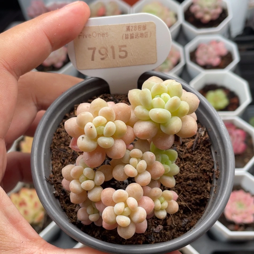 鱼子酱7915-6.5厘米