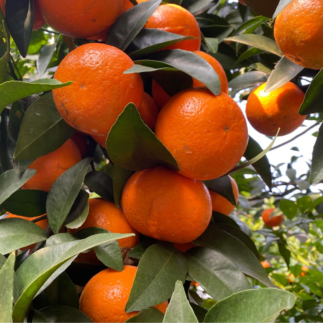 广西正宗沃柑 当季热销新鲜水果 皮薄肉厚多汁 现摘现发