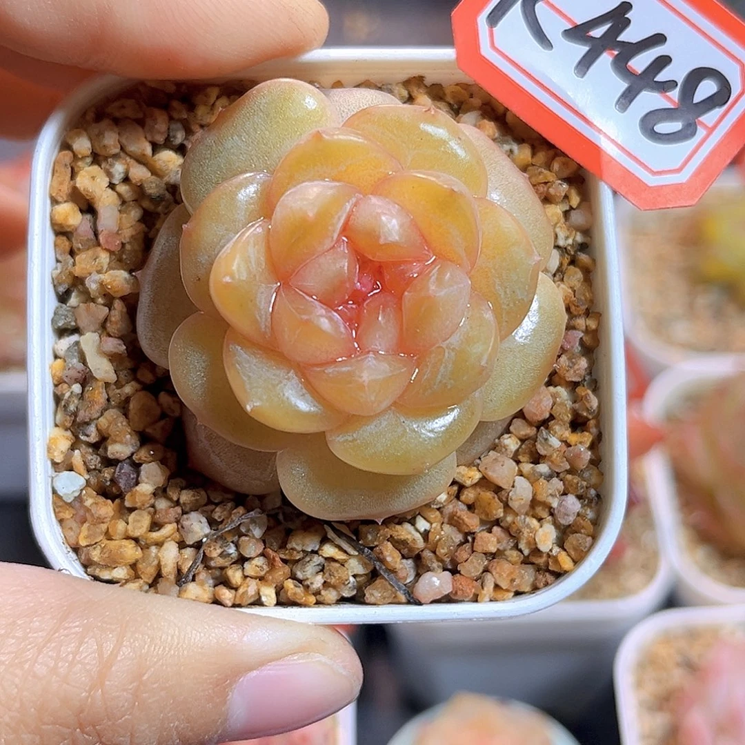 K448 沐鸢  满18包邮