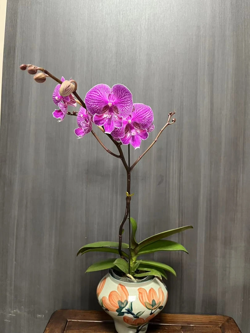 【狮子王】梦语花卉培育蝴蝶兰美观家用观赏开花株