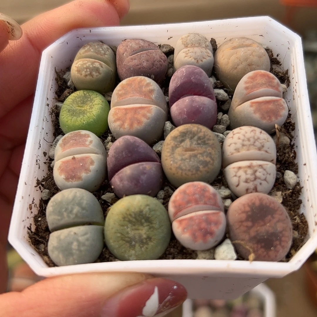 多肉植物生石花带盆