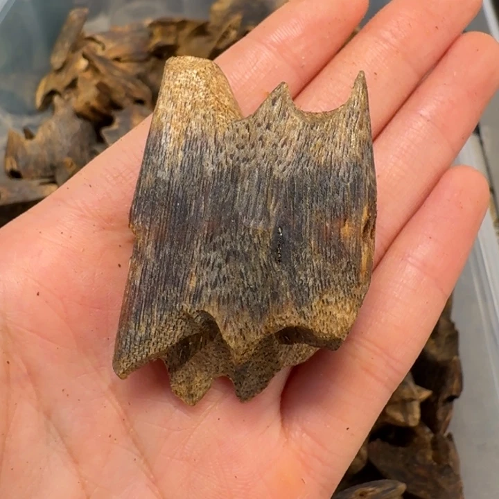 菌***菌沉香碎屑沉香海南天然莺歌绿棋楠龙骨块料11克