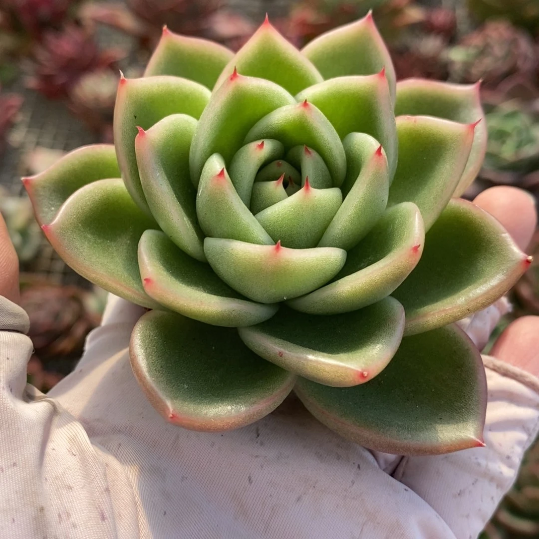无花朵66 号东云系多肉植物