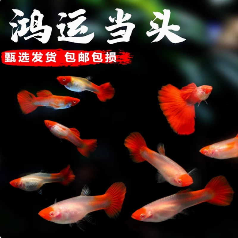 精品鸿运当头孔雀鱼热带鱼缸观赏鱼亚成鱼