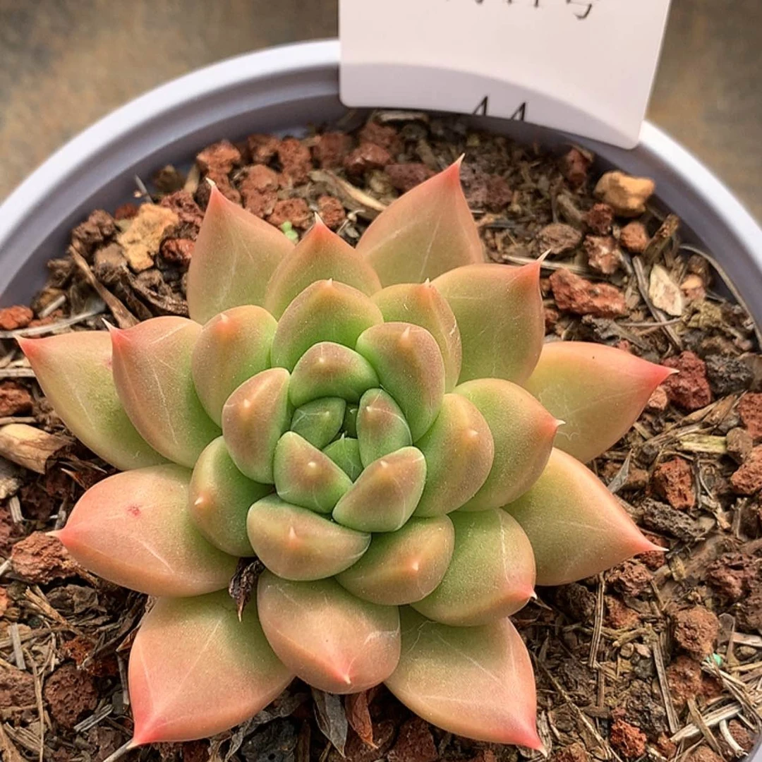 【闪购商品】云43号迷雾泡泡