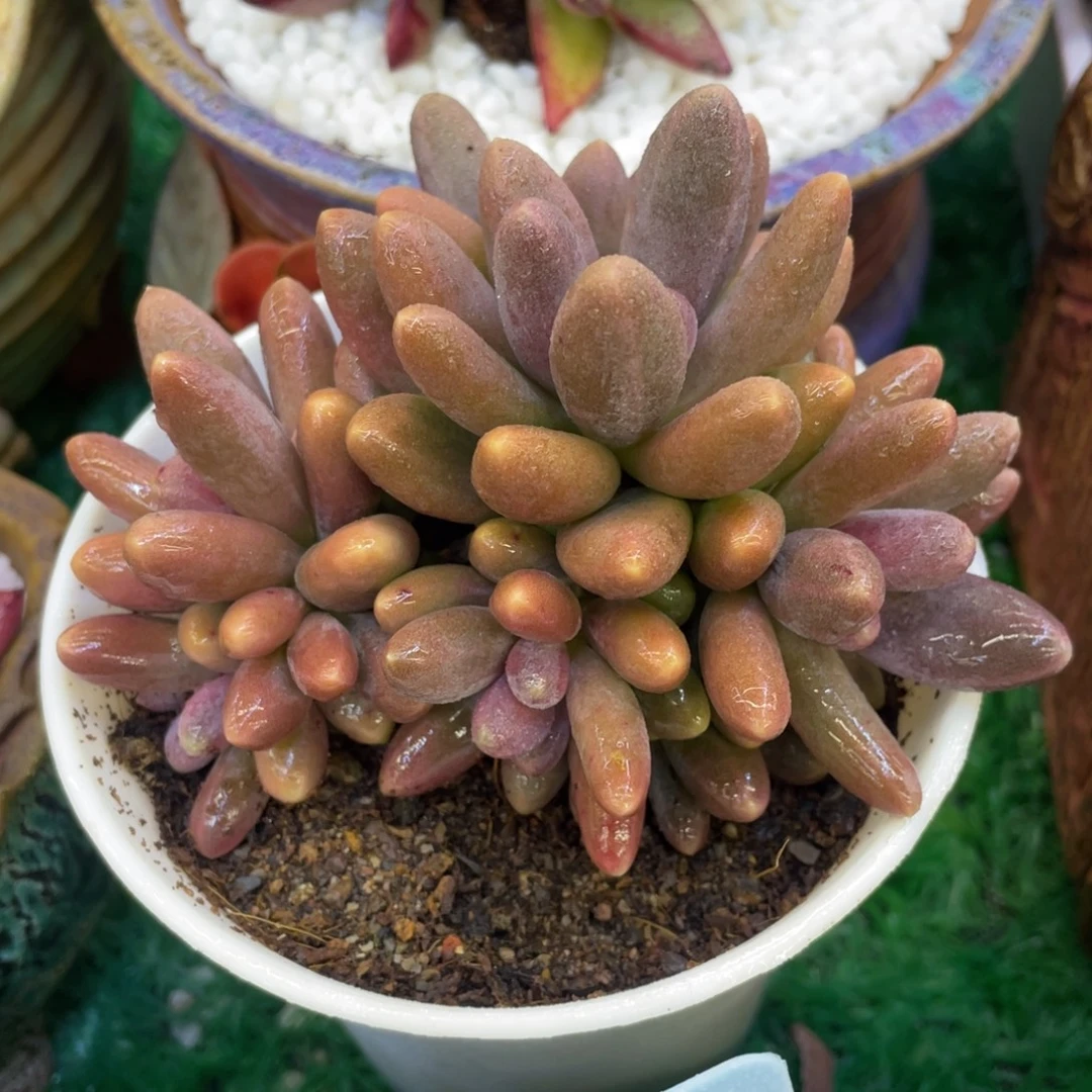 多肉植物盆栽多肉17