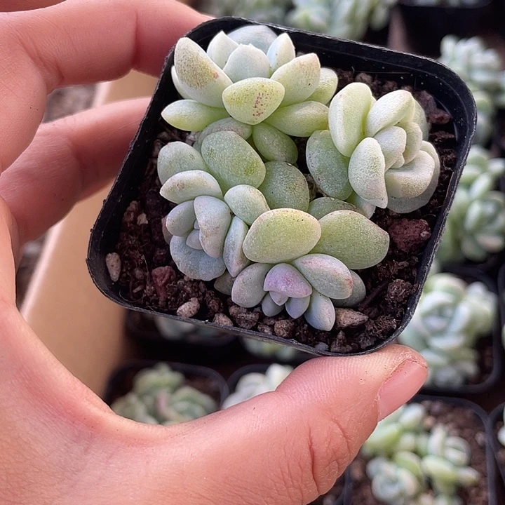 静***月一我一拍满18包邮