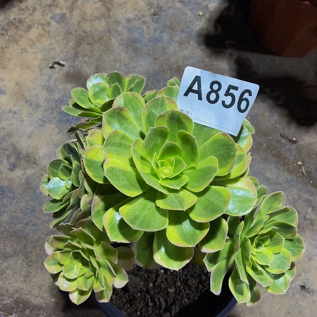 柠**乐856奶白福利拖土