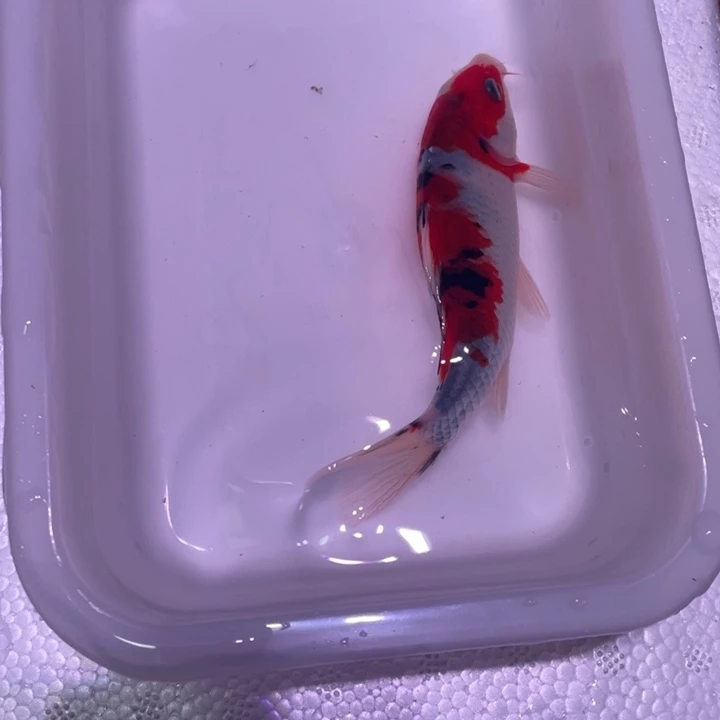 锦鲤红白锦鲤12号