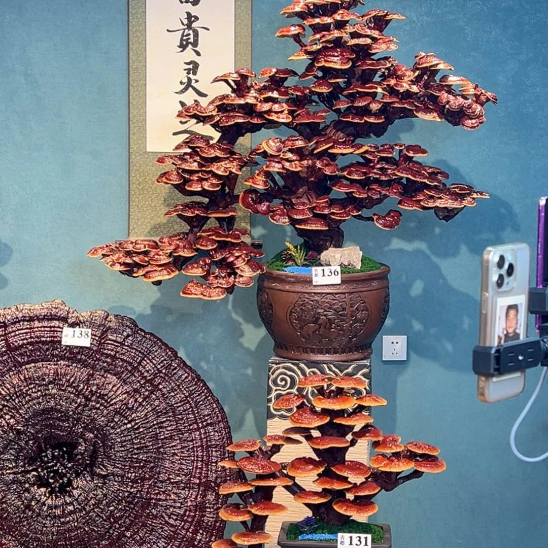 山***航无花朵868888888888