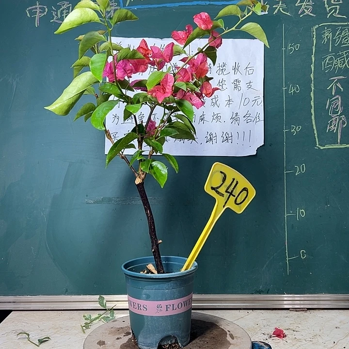 完全开放 同安红  240
