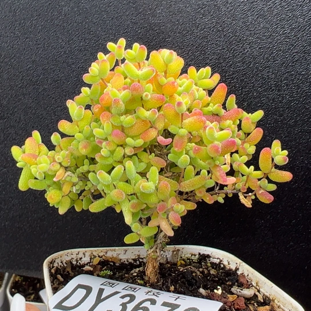 捡漏 dy3676精控蜜橘糖球冠幅7cm