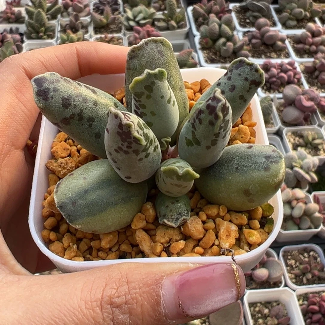 ?*月海豹锦亮光锦多肉植物水泡
