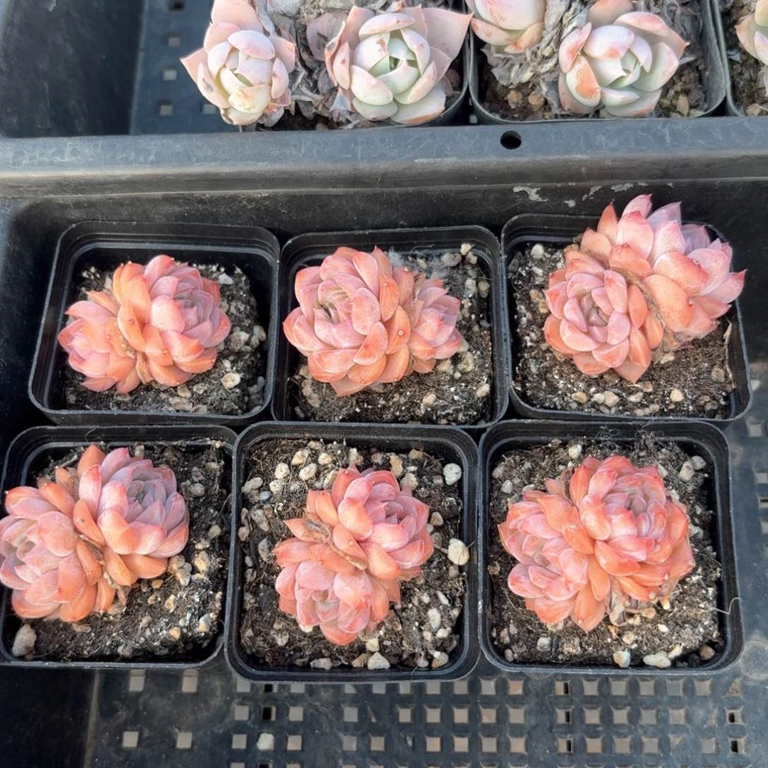 金尊珍妮脱土发货