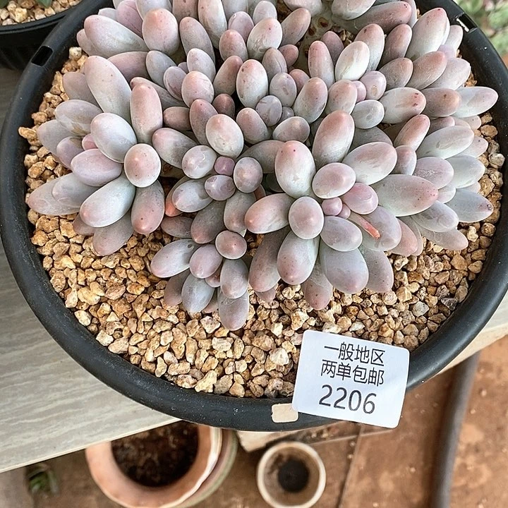 【闪购商品】梧*耶2206多肉植物盆栽