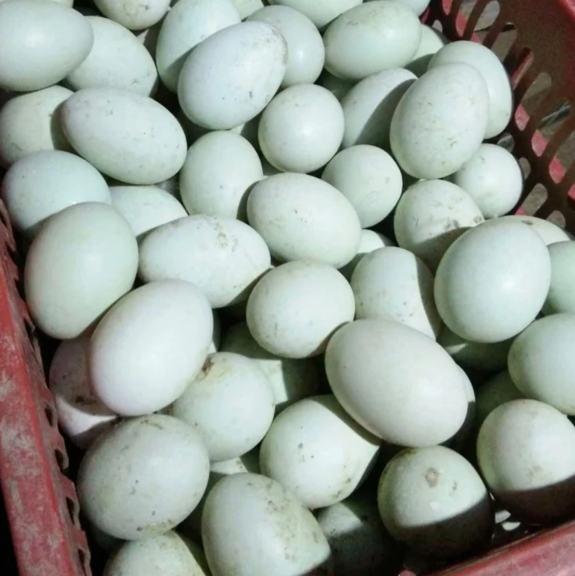 农村散养河套鸭蛋50枚包邮