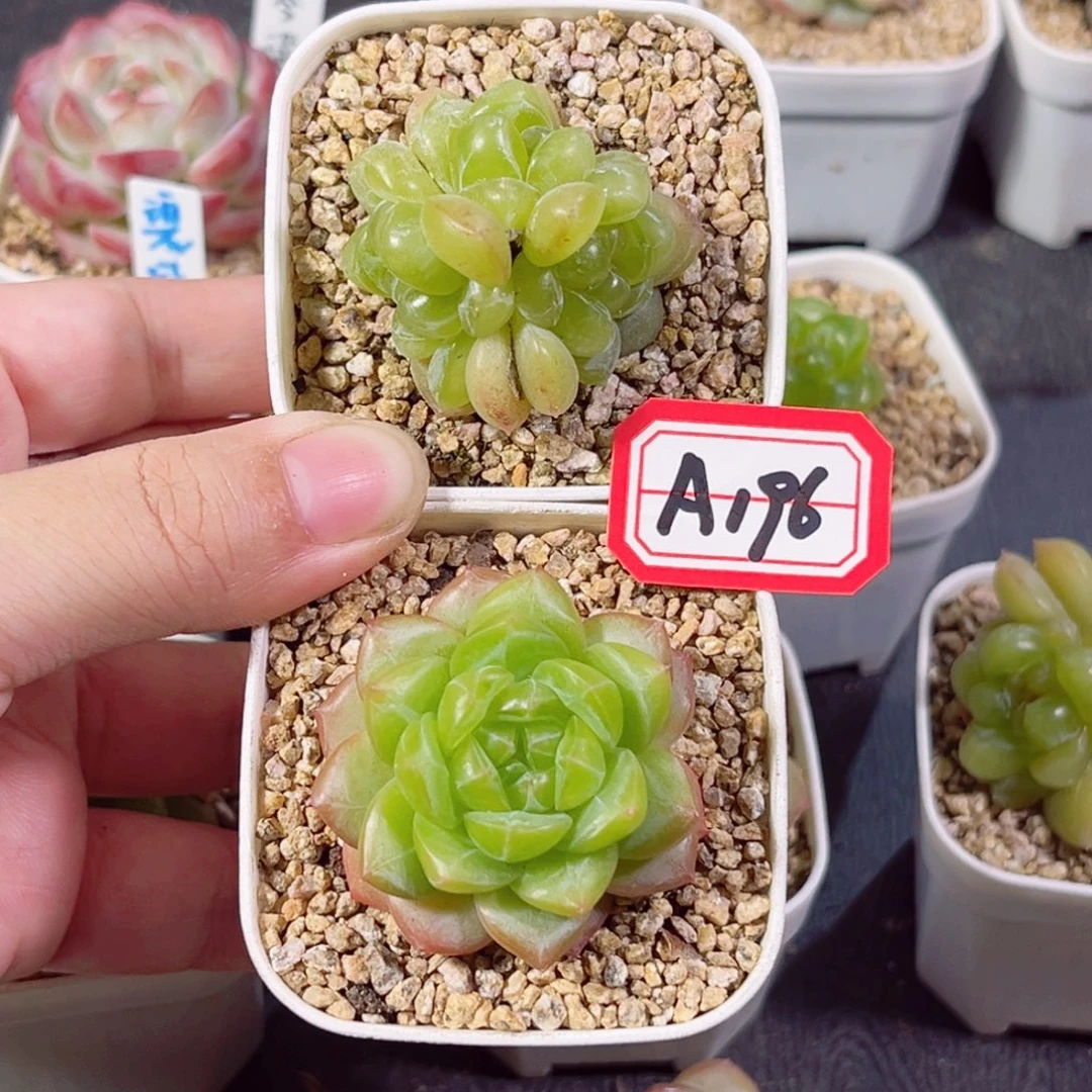 旋****A196 一物一拍  翠羽、碧游