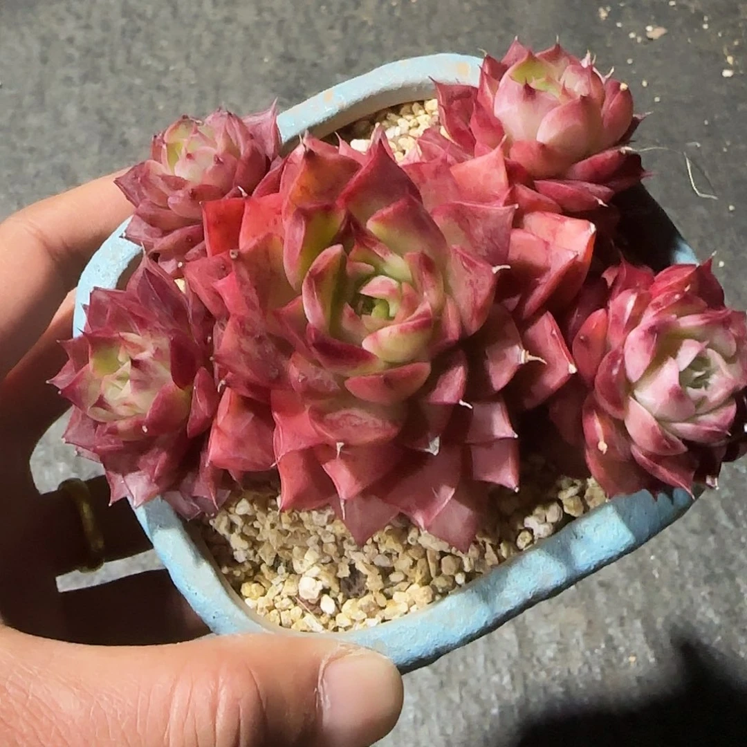 海螺不带盆土发货