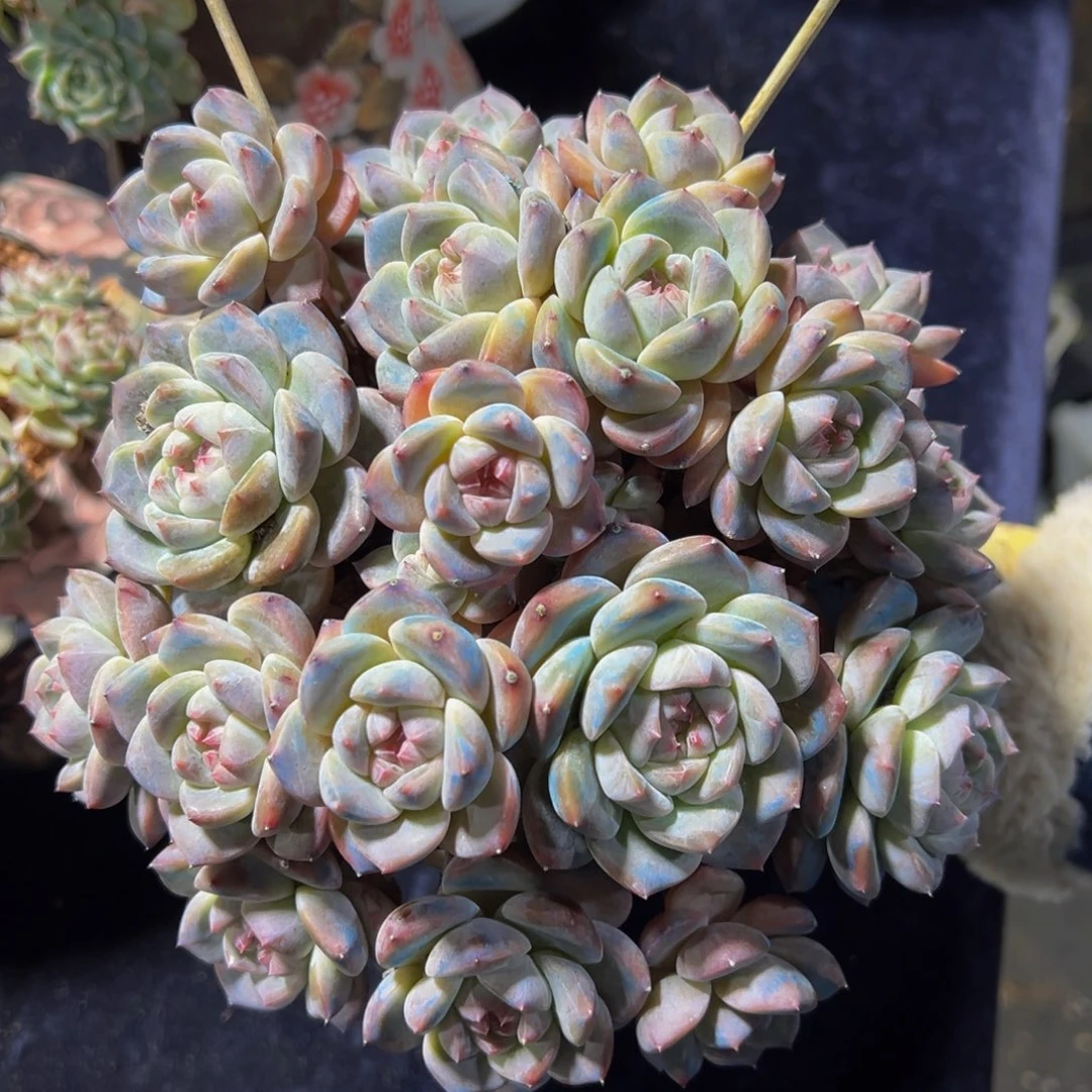 厚梦群生天天开心