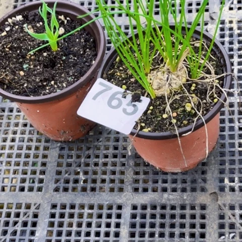 狗***肉765弹簧草一物一图如图