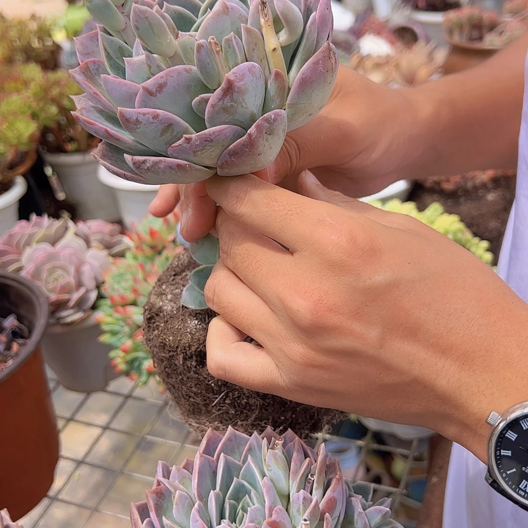 2盆原始哈利沃森