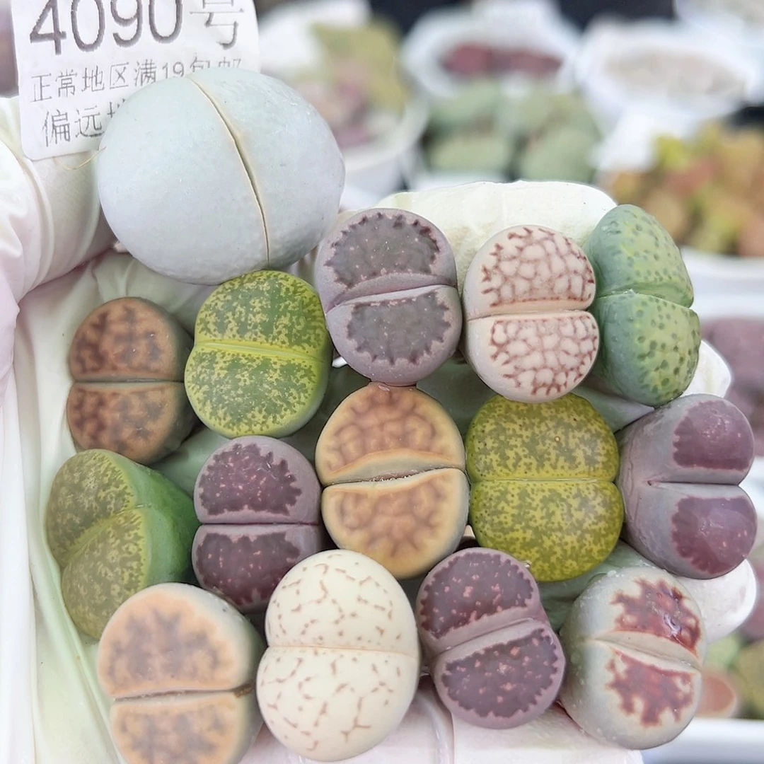 4090 好养易活生石花大母本15个1.5-2.5cm有颗大高尔夫