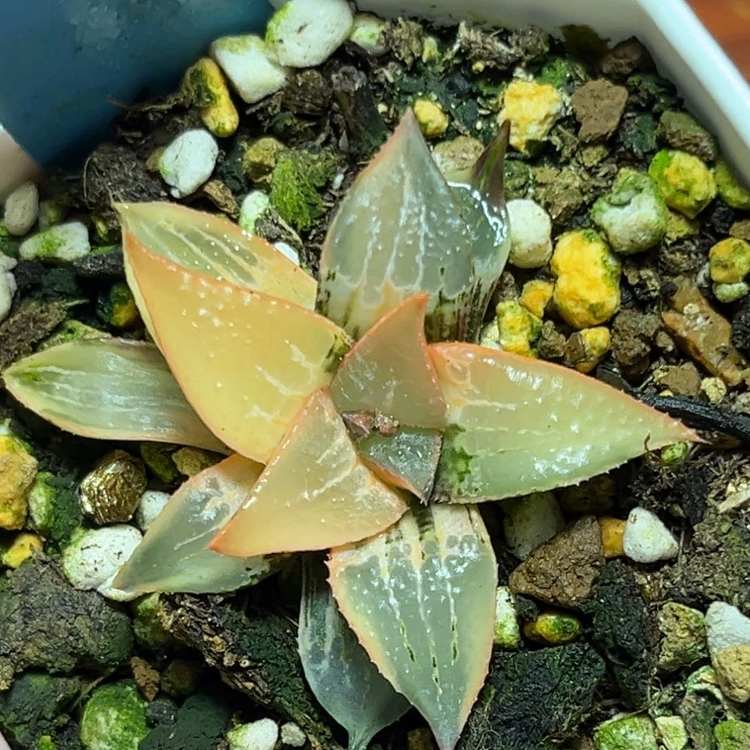 恭喜发财大吉大利0393酒吞