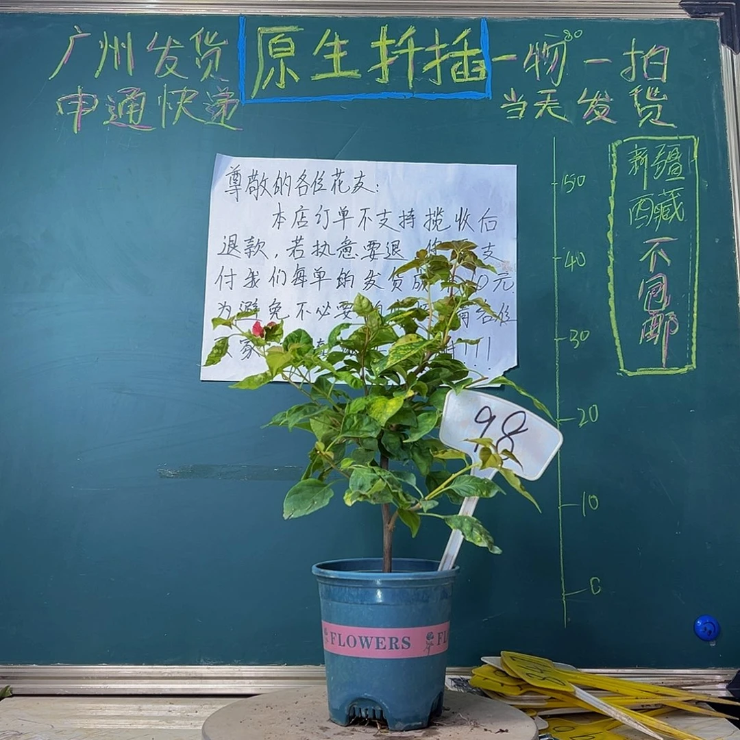 当前无花栽培后可以开花香港丽人 98
