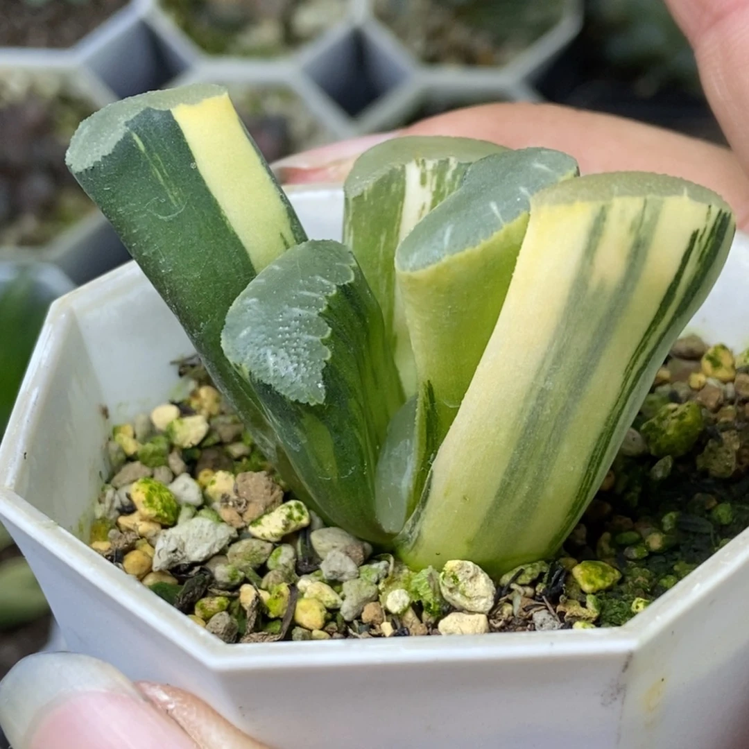 终极蓝实生锦一物一拍