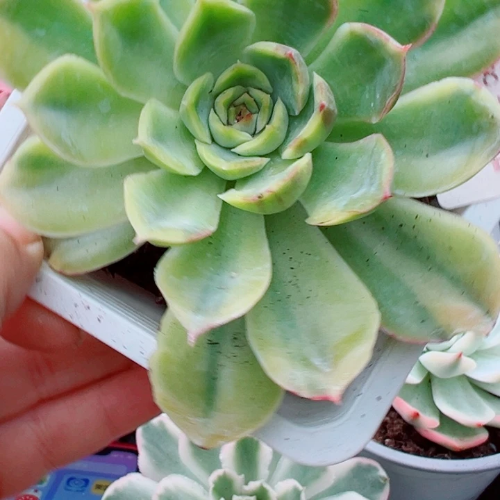 猎户座锦多肉植物409