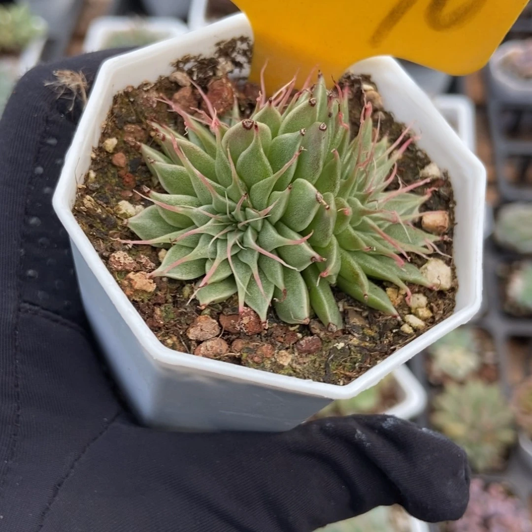 2090海胆多肉植物保护