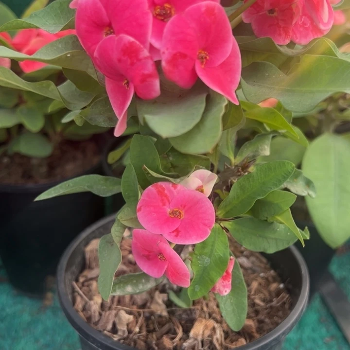 泰品扦插一物一拍3