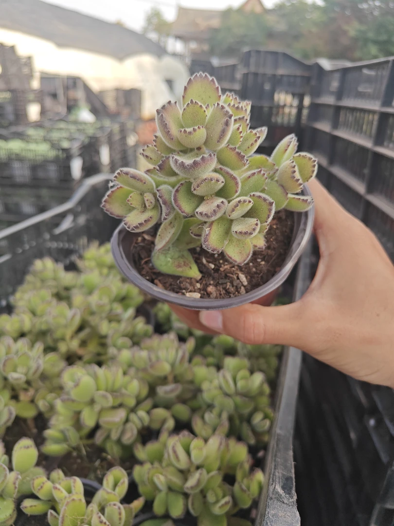 熊童子  多肉植物(全店满9.9包邮)